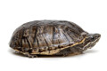 Sternotherus odoratus adult